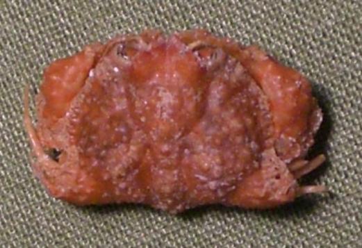 calappa ocularia T.F.C. C dorsal view.bmp